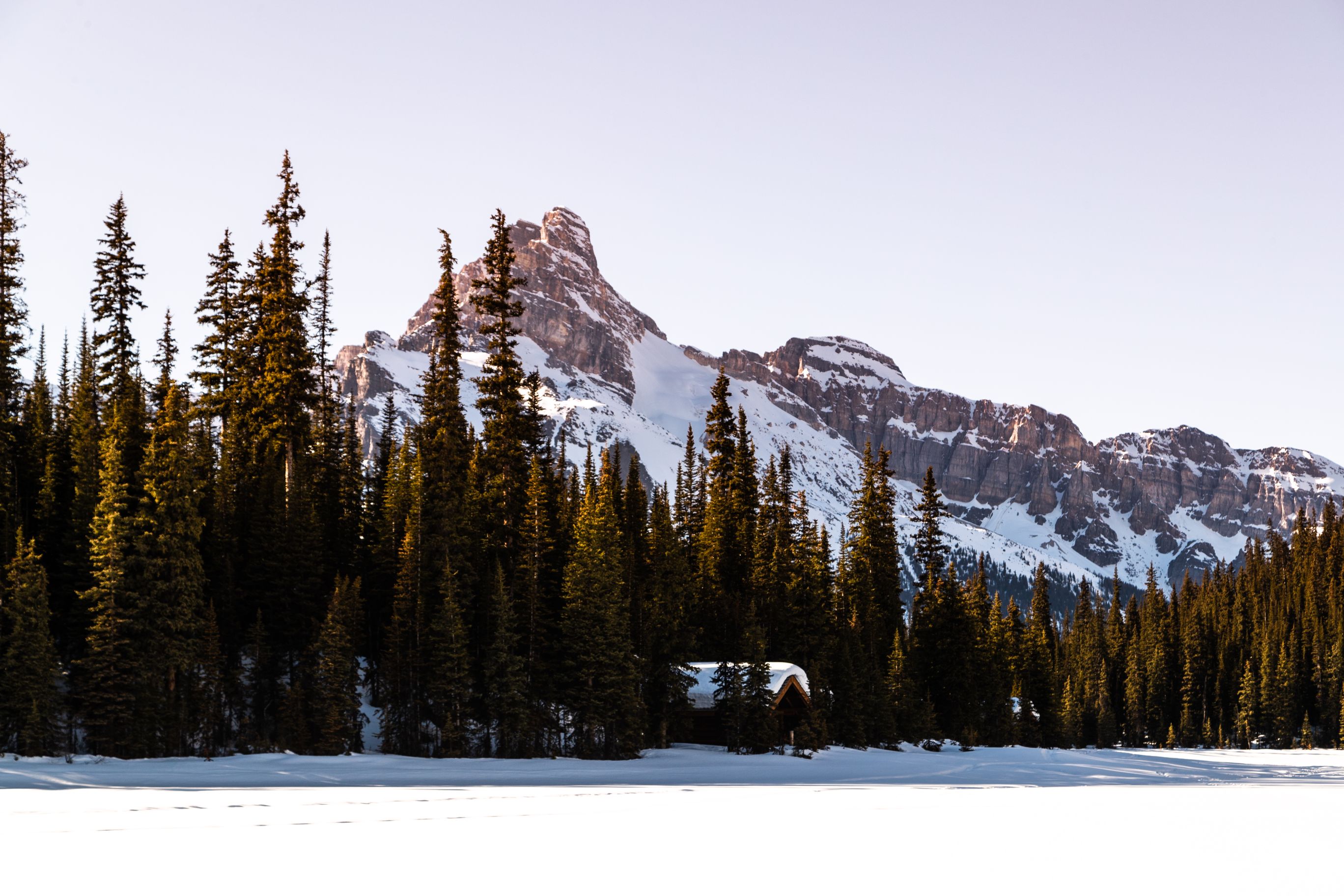 Snowy log cabin poking through evergreens 