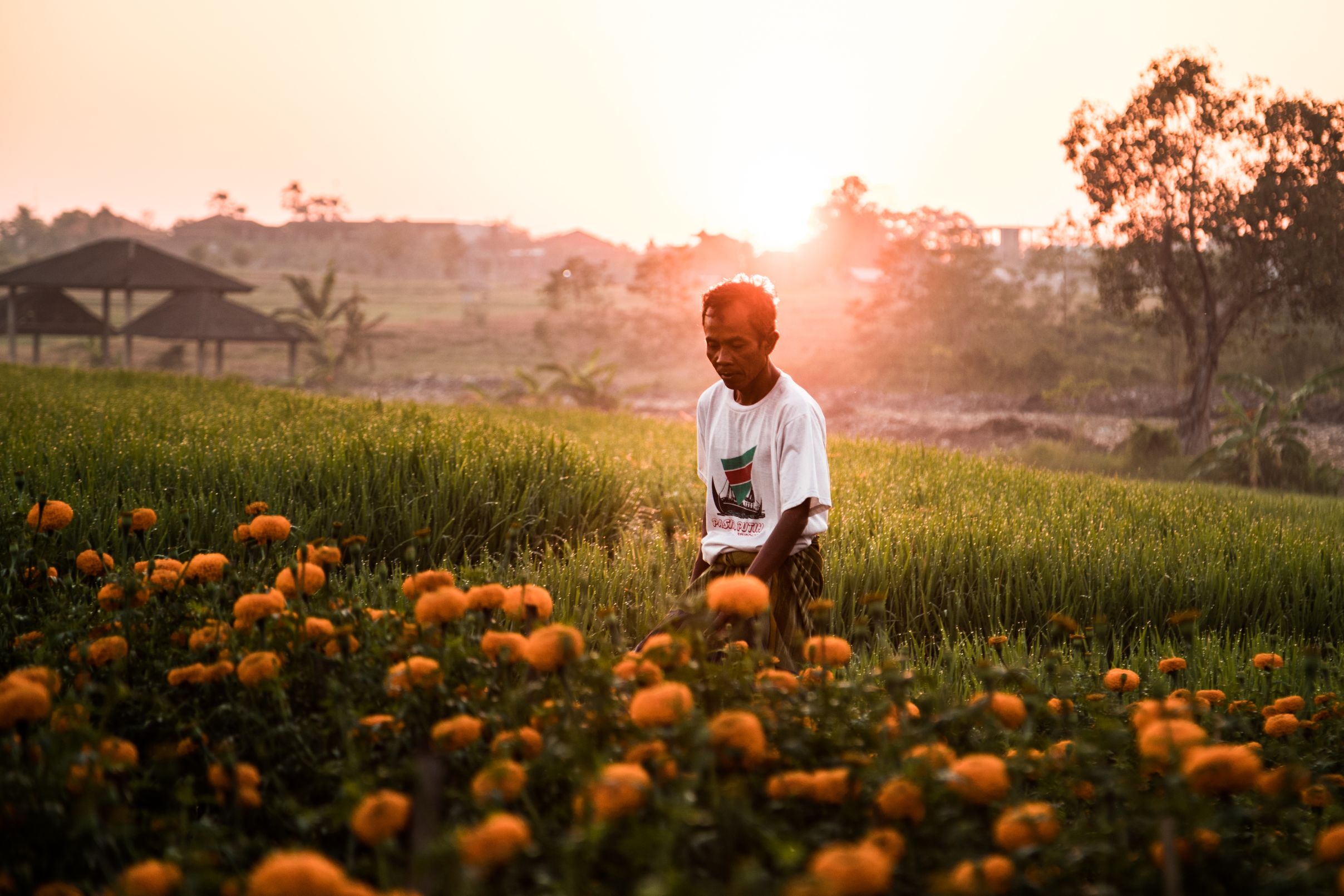 Man standing in balinese rice field during at sunset.  