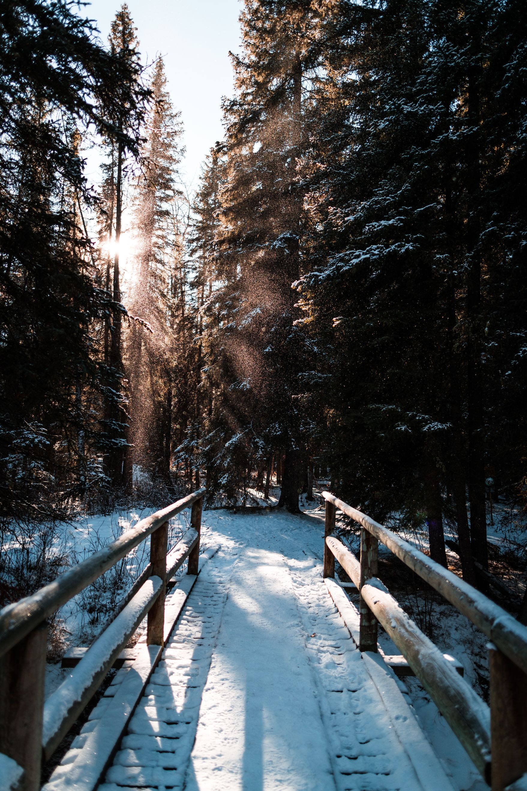 Snowy bridge into forest. 
