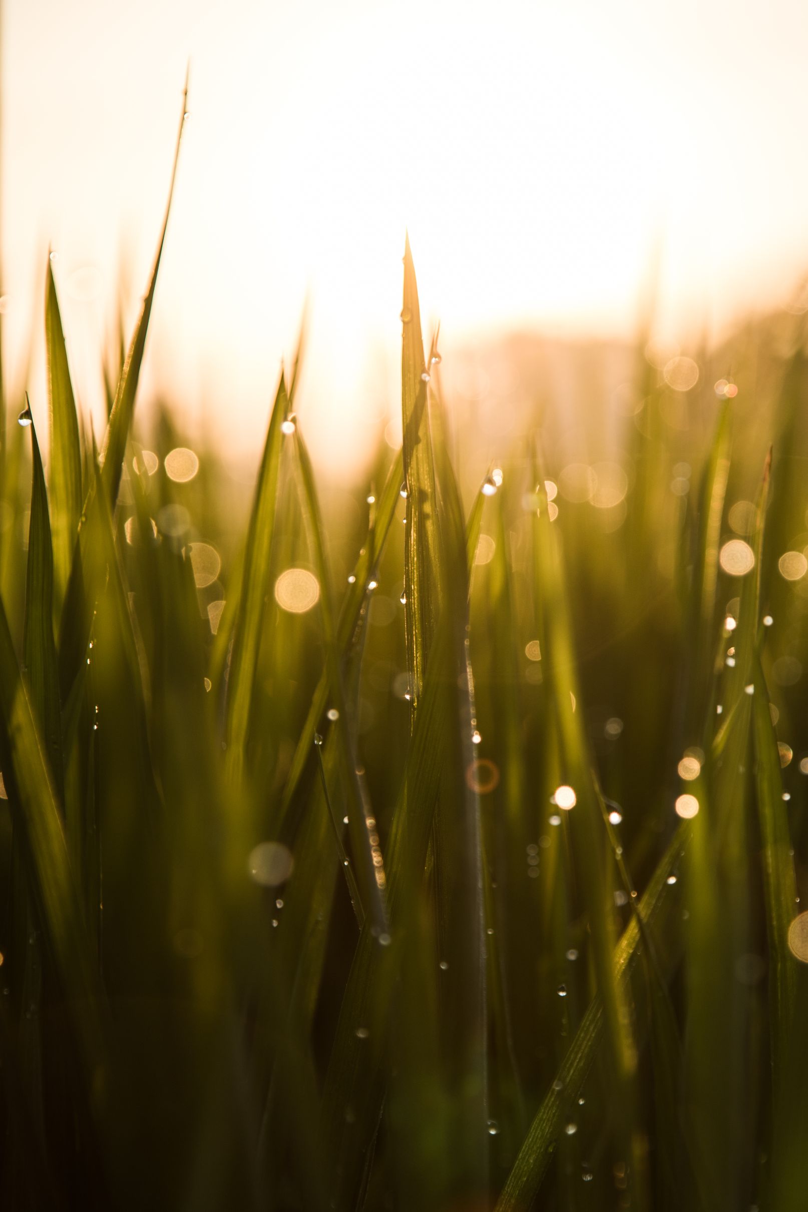 Water droplets on long grass. 